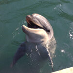 Taiji dolphin in captivity 