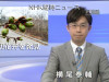 Petal Tip Protruding From Sakura Bud Sends Japan Into Hysterics