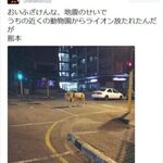 Lion Tweet