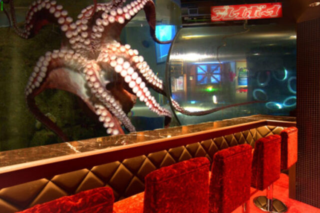 Giant Octopus Imported To Japan For New Playboy Bar