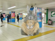 Totoro Discovered Before Ikebukuro Exit 20C